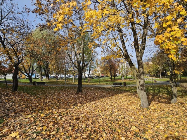 Piękna, złota jesień zawitała do staszowskiego parku Adama Bienia. Zobaczcie na zdjęciach>>>