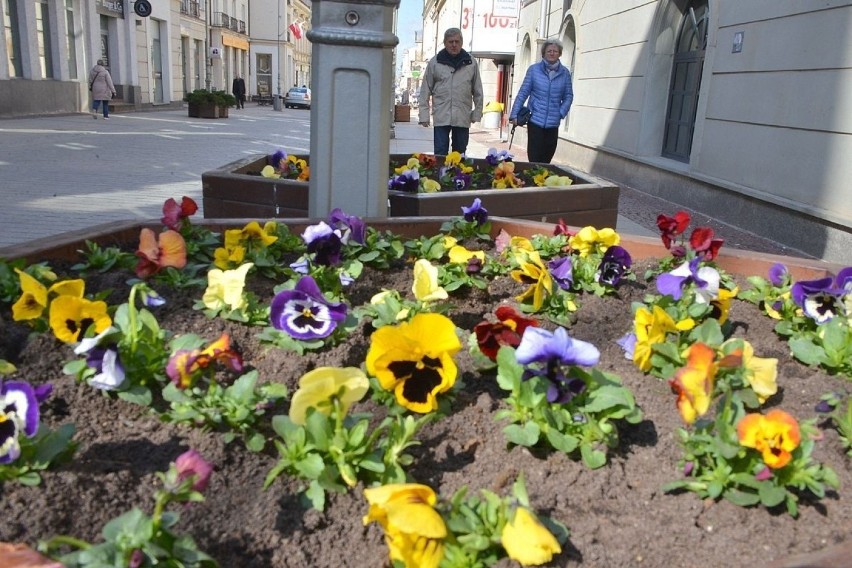 Kielce zakwitły na wiosnę! Zobaczcie zdjęcia i wideo 