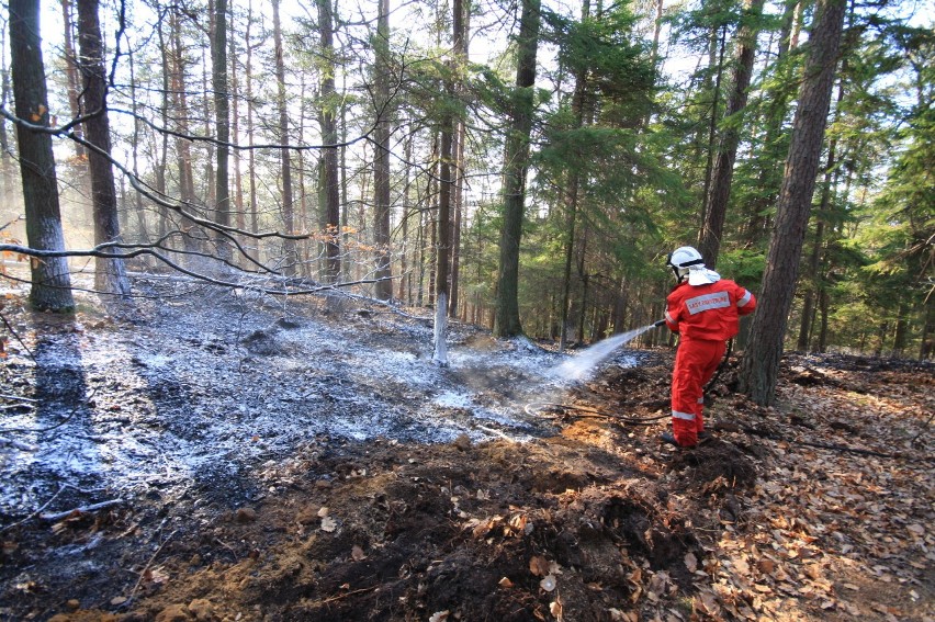 Nie tak dawno w trójmiejskim lesie doszło do groźnego pożaru – najprawdopodobniej było to podpalenie