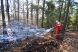 Pożar lasu w Łętówku nad Jeziorem Choczewskim