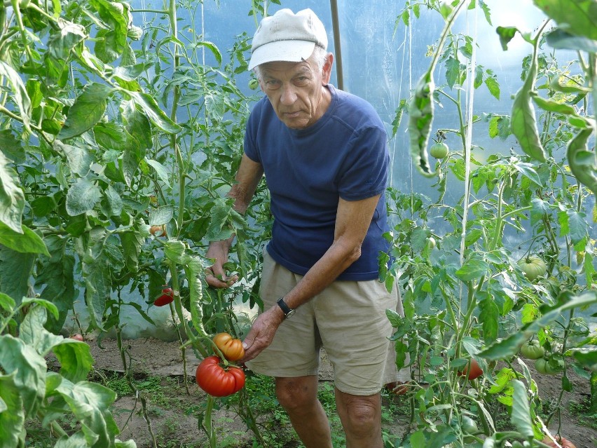 Pomidor-gigant urósł na działce przy Trześniowskiej
