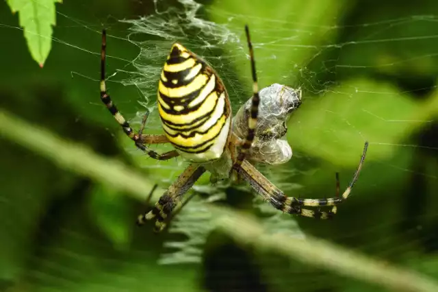 Różne pająki na fotografiach przesłanych nam przez Czytelników.