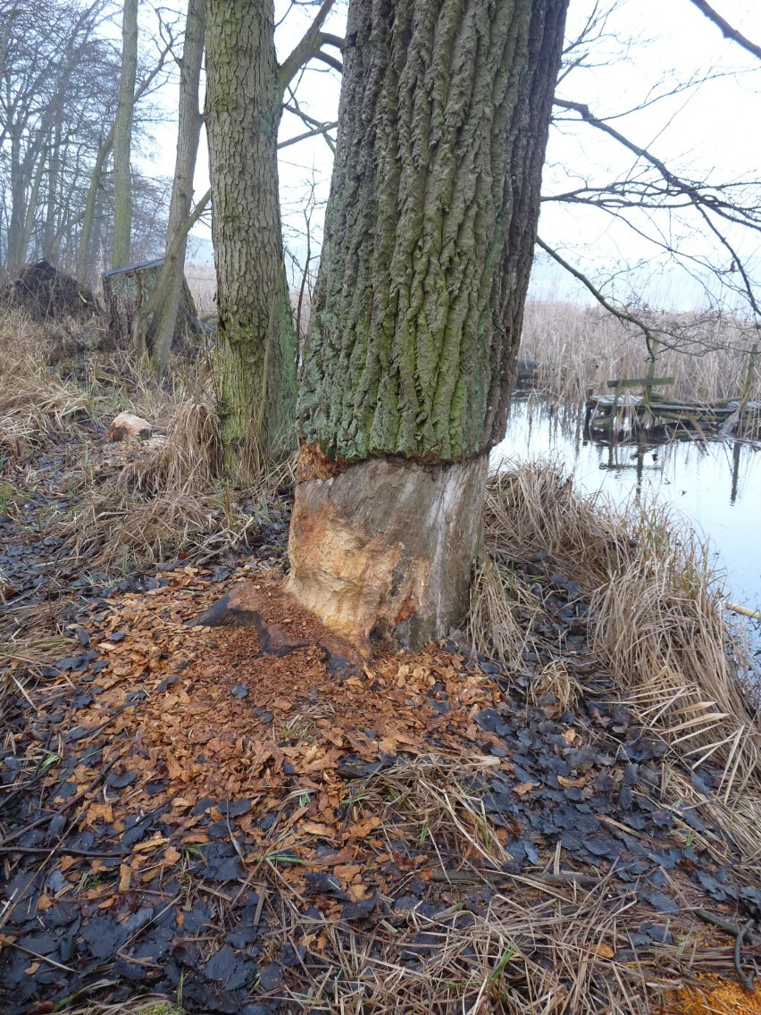 Bobry są kłopotem dla wielu mieszkańców Pniew