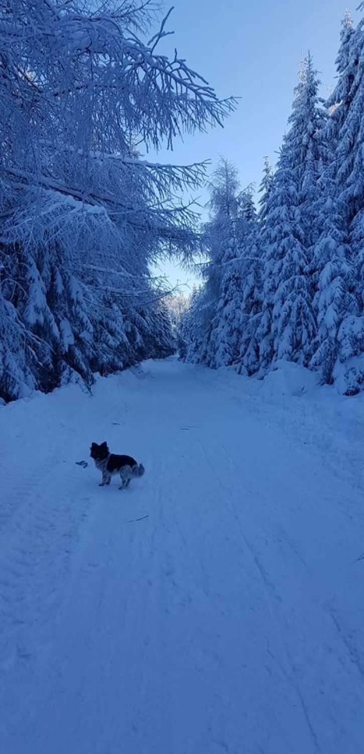 Beskid Sądecki. Zimowa Przehyba zachęca do spacerów [ZDJĘCIA]