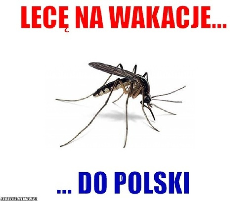 Wakacyjne memy, Polak na wakacjach. Wakacje 2018 czas zacząć