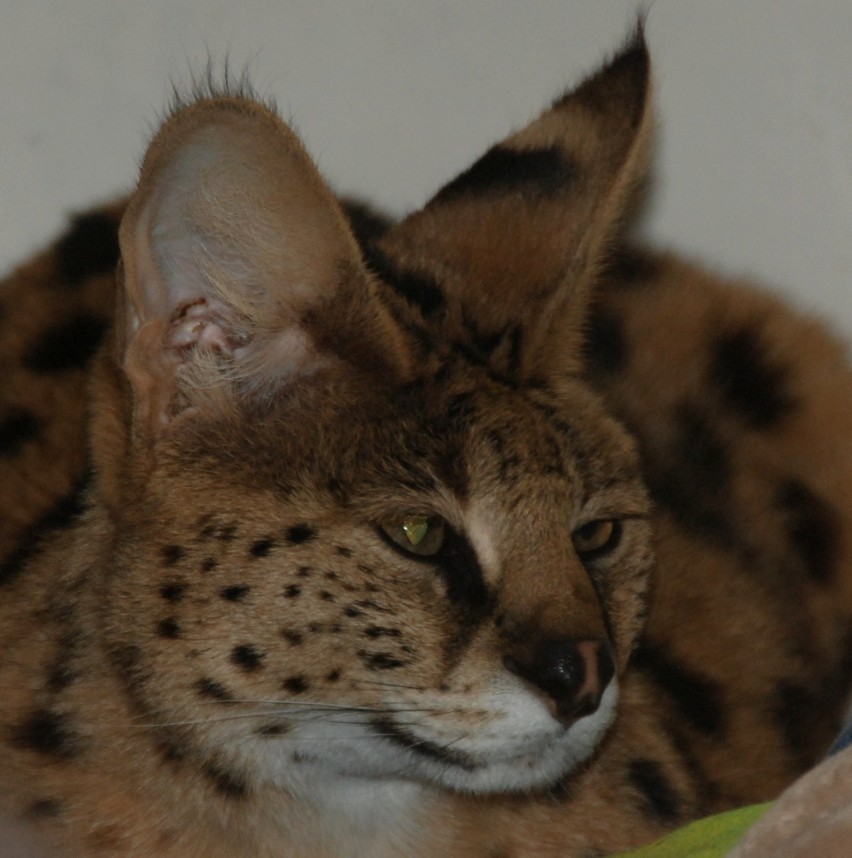 W bydgoskim zoo mieszka kilka gatunków kotowatych. Niektóre...