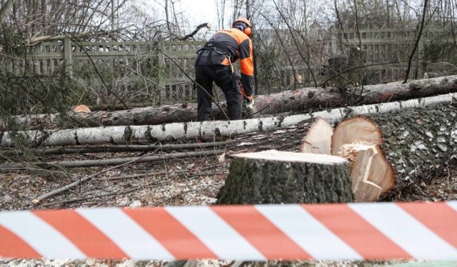Z powodu wycinki drzew będą utrudnienia na drodze Pszów - Syrynia