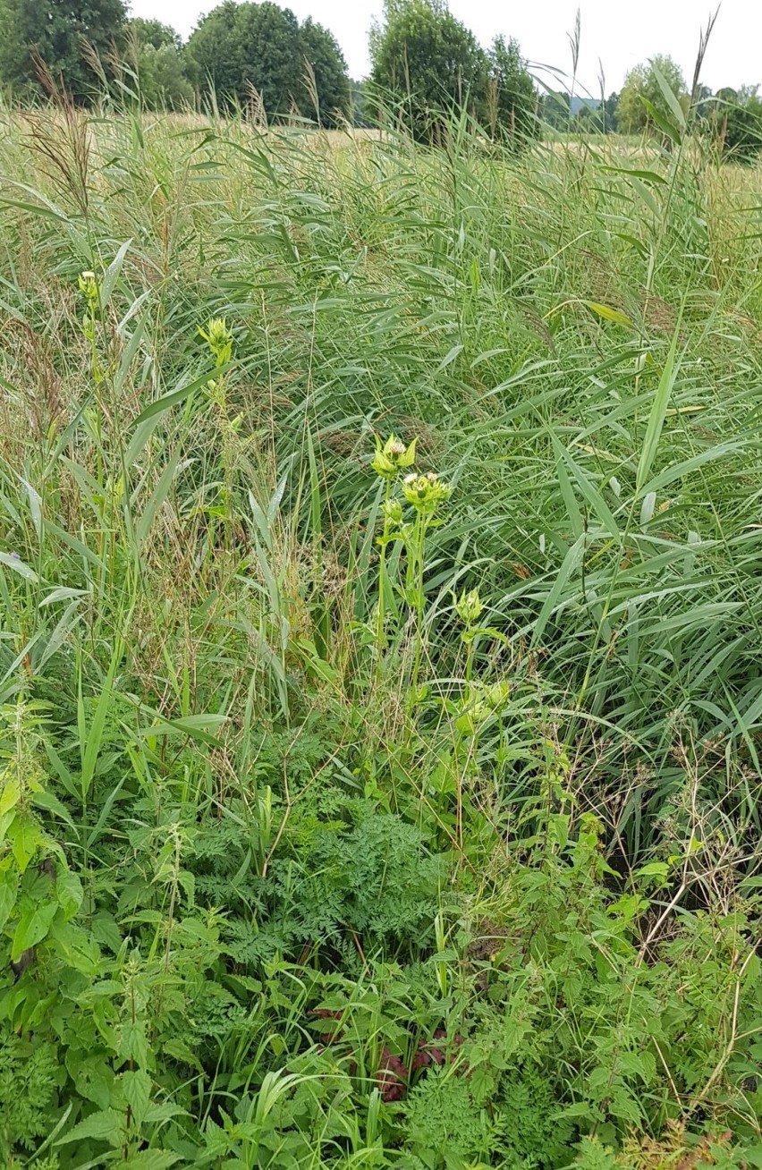 Kanały zarosły, a woda zalewała już pola w powiecie chełmińskim. Co zawiodło?