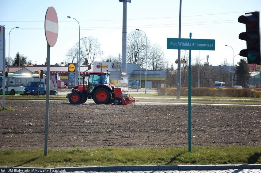 trzypiętrowe pola słonecznikowe powstaną w Białymstoku