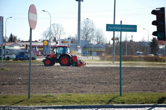 trzypiętrowe pola słonecznikowe powstaną w Białymstoku