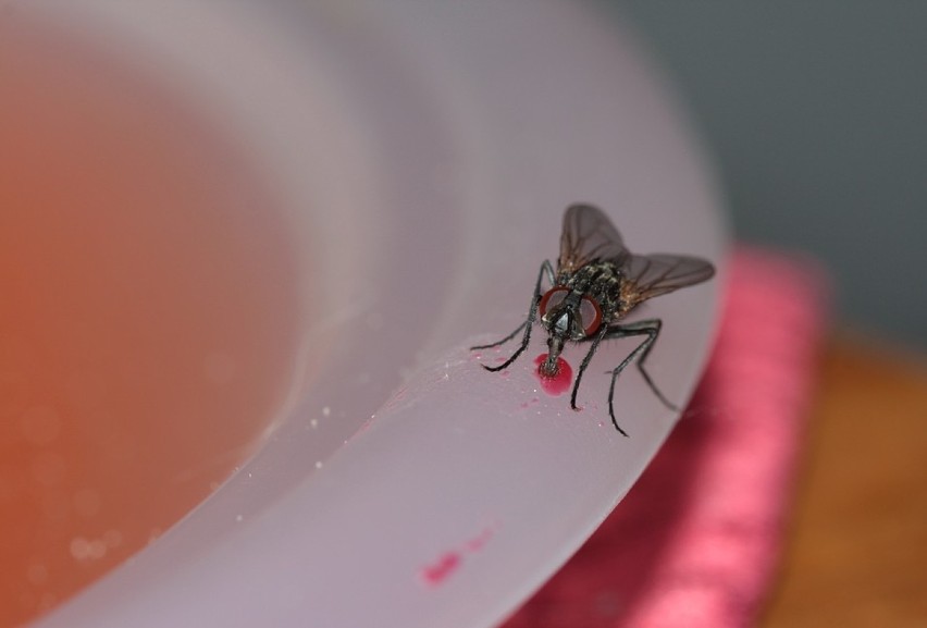 Ile żyje mucha? Jak długo żyje muszka "owocówka"?