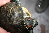 Handlował nielegalnie żółwiami w internecie