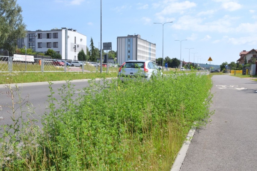 Chwasty zarastają ruchliwą ulicę w Kielcach. Czytelnik alarmuje: Zagrożenie dla pieszych i kierowców