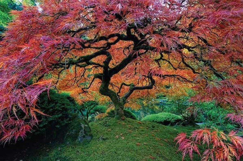 Natura potrafi zachwycać. Oto najpiękniejsze drzewa na...