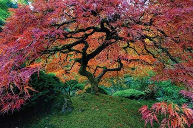 Natura potrafi zachwycać. Oto najpiękniejsze drzewa na świecie