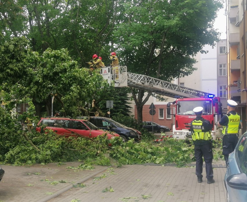 W Kołobrzegu drzewo pękło i runęło na zaparkowane samochody. Cud, że nikomu nic się nie stało
