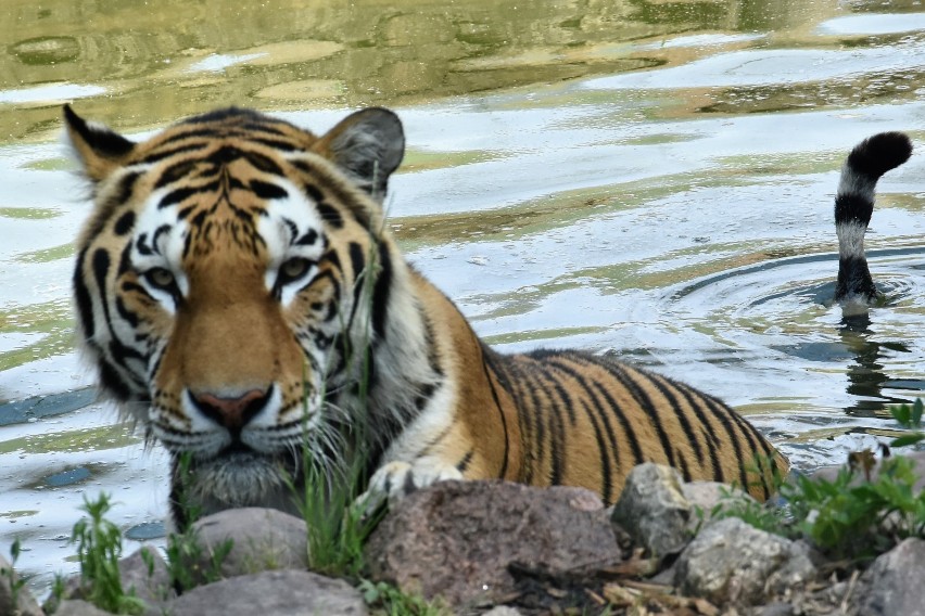 Zamość: nowi lokatorzy zoo