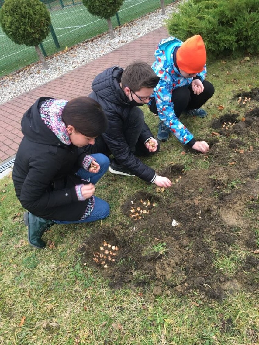 Malbork. Uczniowie i nauczycielki ZSP 3 znów zasadzili cebulki krokusów. Żółte kwiaty przypomną o ofiarach Holokaustu