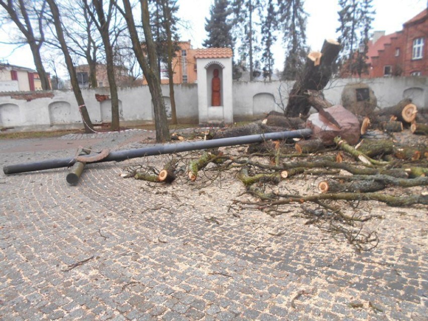Drzewo zagrażające kościołowi na placu Jana Pawła II w...