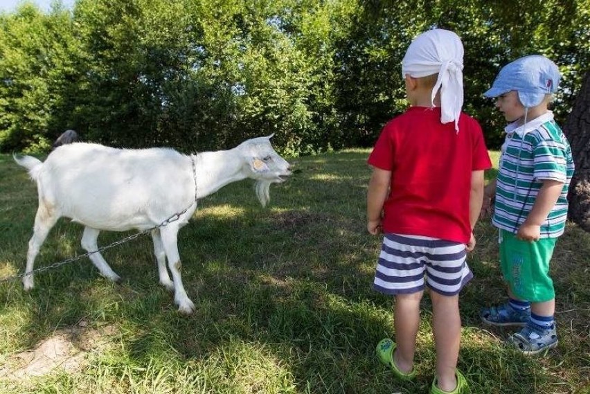 Oglądanie zwierząt to tylko początek. Krowy, świnki, kozy,...