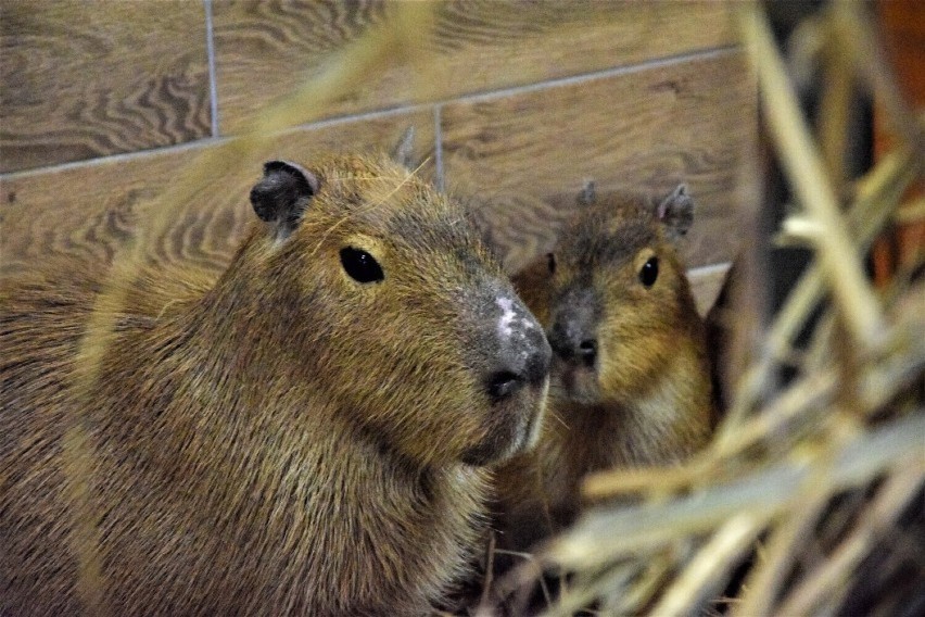 Zostań opiekunem egzotycznych zwierząt. Nietypowa aukcja na rzecz WOŚP w Łódzkiem. Oferta od Zoo Borysew koło Poddębic ZDJĘCIA