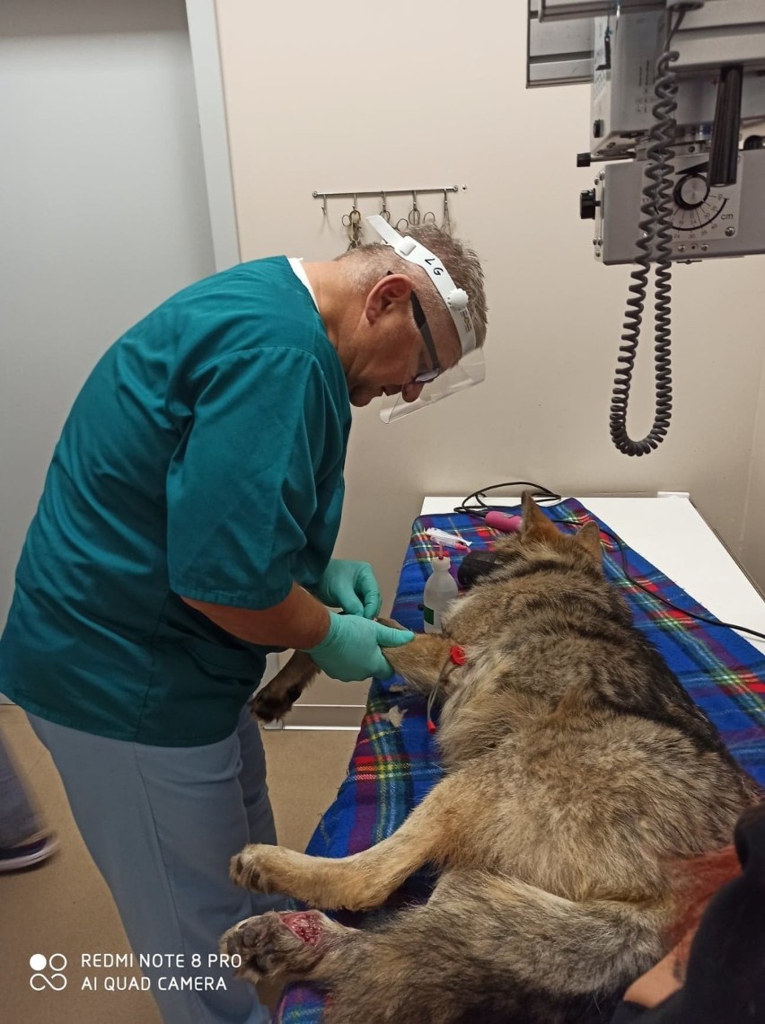 Weterynarze ze Szczecina walczą o zdrowie wilka. Zwierzę straciło przednią łapę [ZDJĘCIA]