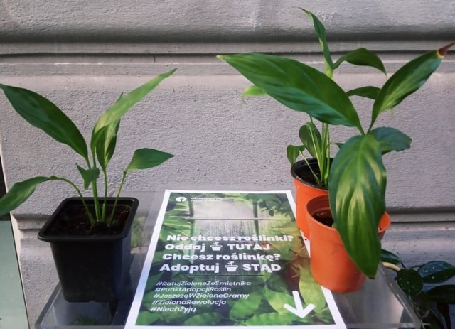 Okno życia dla roślin w Opolu. Pierwsze stanęło przy ulicy Książąt Opolskich