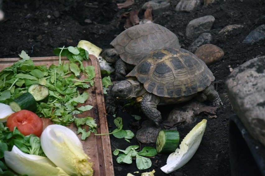 Żółwie stepowe w Legnickiej Palmiarni mają nowy wybieg.