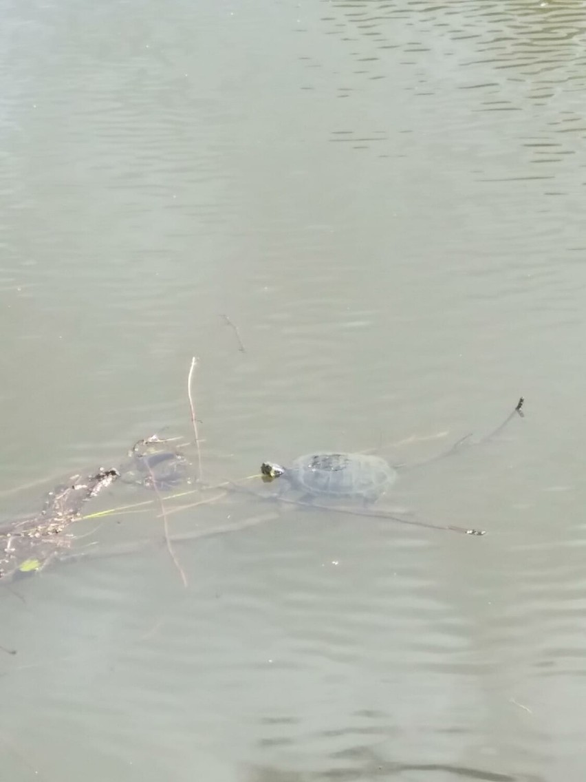 Egzotyczny żółw nad zalewem w Kielcach? Wędkarze widują go tu często. Dobrze sobie radzi, ale powinien być w terrarium. Mamy film i zdjęcia
