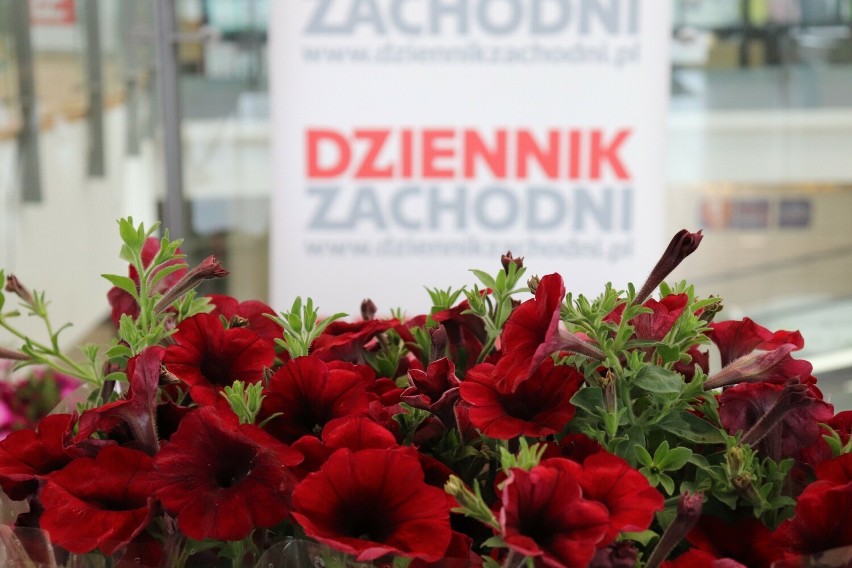 Pierwszy dzień akcji "Elektrośmieci oddajesz – kwiatki dostajesz" w Centrum Handlowym Forum Gliwice za nami