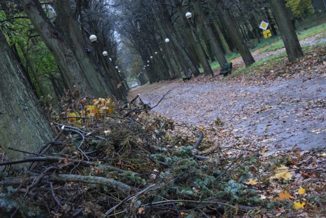 Park Kopernika to miejsce, gdzie orkan Ksawery wyrządził szkody, które usuwane są do tej pory.