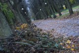 Drzewo zabiło mężczyznę w parku Kopernika w Gorzowie