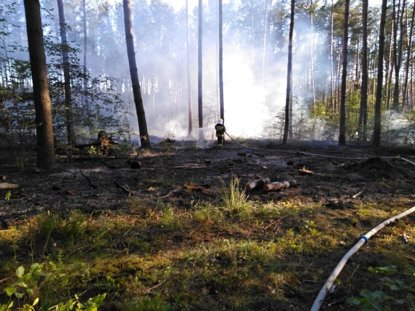 Akcja gaśnicza w lesie między Biernatowem i Średnicą