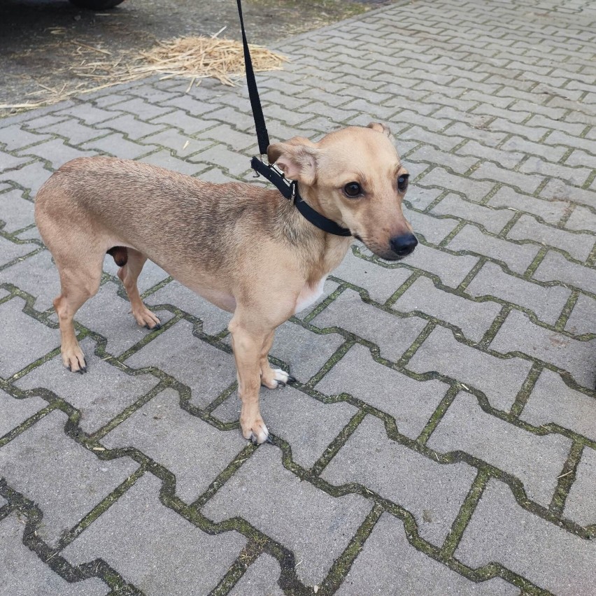 Pies porzucony na działkach  w Lesznie. Ktoś włożył go do worka