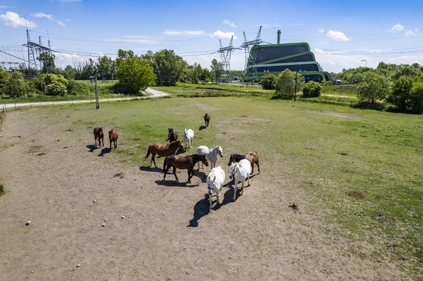 08.06. Konie Krakowskiego Szwadronu Ułanów pasą się w...