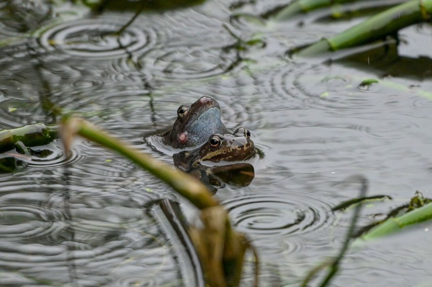 Żabie gody na Jaszczurówce w Zakopanem