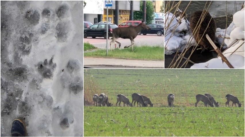 Dzikich zwierząt w Tarnowie widywanych jest coraz więcej....