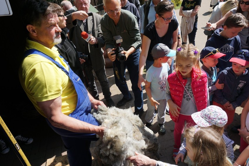 Strzyżenie owiec w zoo w Myślęcinku to już tradycja! [zdjęcia, wideo]