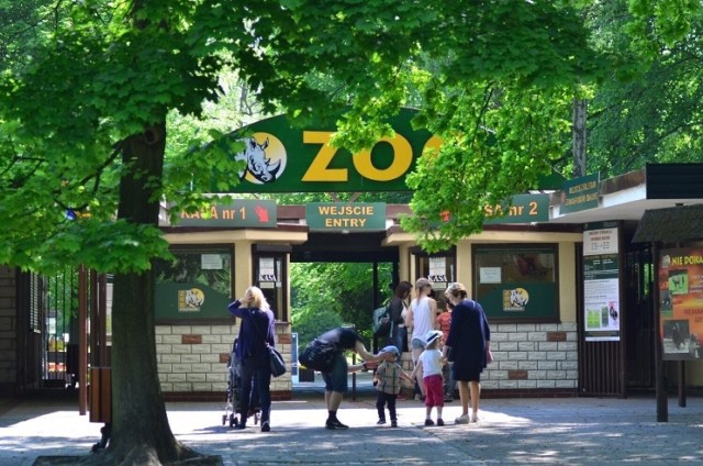 Sambar kropkowany urodził się w Poznańskim Nowym Zoo. Pracownicy umieścili wideo z nowonarodzonym zwierzątkiem.