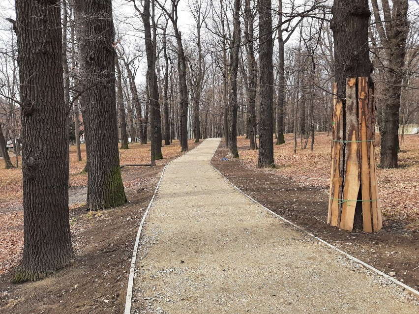 Trwa rewitalizacja Parku Młodzieżowego w Świdnicy. Usuwają krzewy, samosiejki i chore drzewa