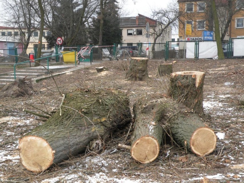 Obywatelski Komitet STOP wycince drzew w Radomsku [PETYCJA]