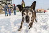 Psi senior kocha najbardziej! W białostockim schronisku ruszyła akcja adopcyjna "Pora na psiego seniora" (ZDJĘCIA)