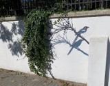 Oświęcim. Na murze cmentarza żydowskiego powstaje ptasi mural, który łączy historię z ekologią. ZDJĘCIA