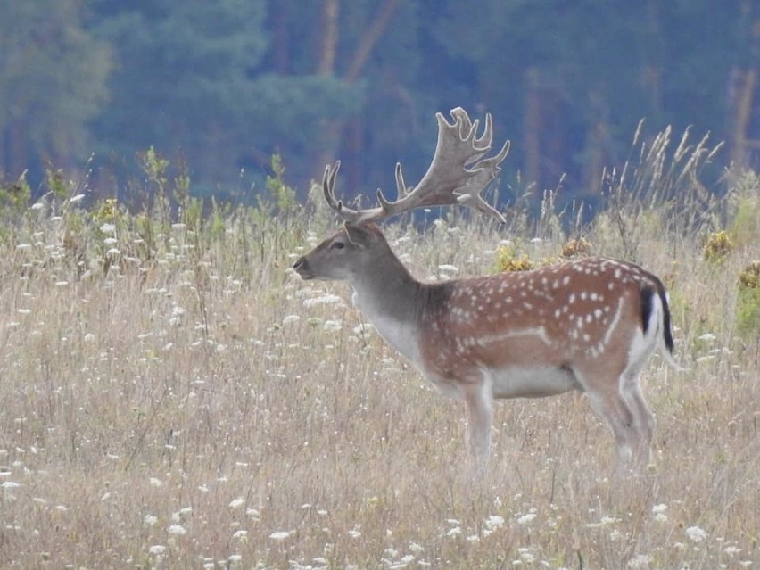 Przepiękna przyroda w lasach w okolicach Świebodzina.