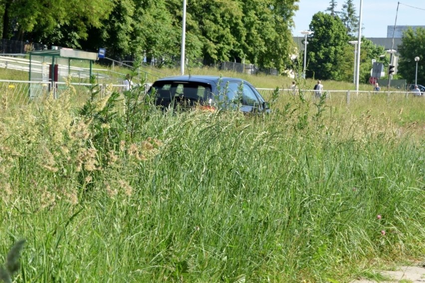 Wysoka trawa na wielu ulicach i skrzyżowaniach w Kielcach, jest bardzo niebezpiecznie. Radny Maciej Bursztein zabrał się koszenie 