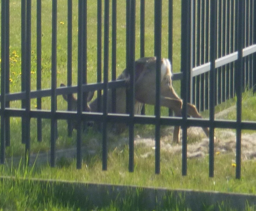 Sarna w potrzasku. Uratowali ją strażnicy i pracownicy schroniska (ZDJĘCIA)