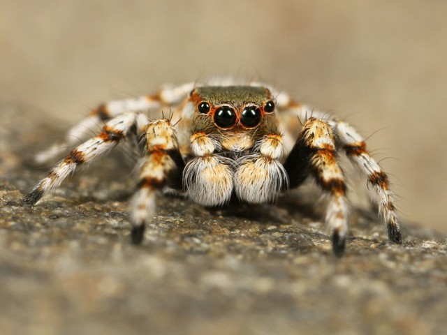 Będzie można zrobić sobie zdjęcie z pająkiem, ale zobaczyć też ciekawe gatunki skorpionów.