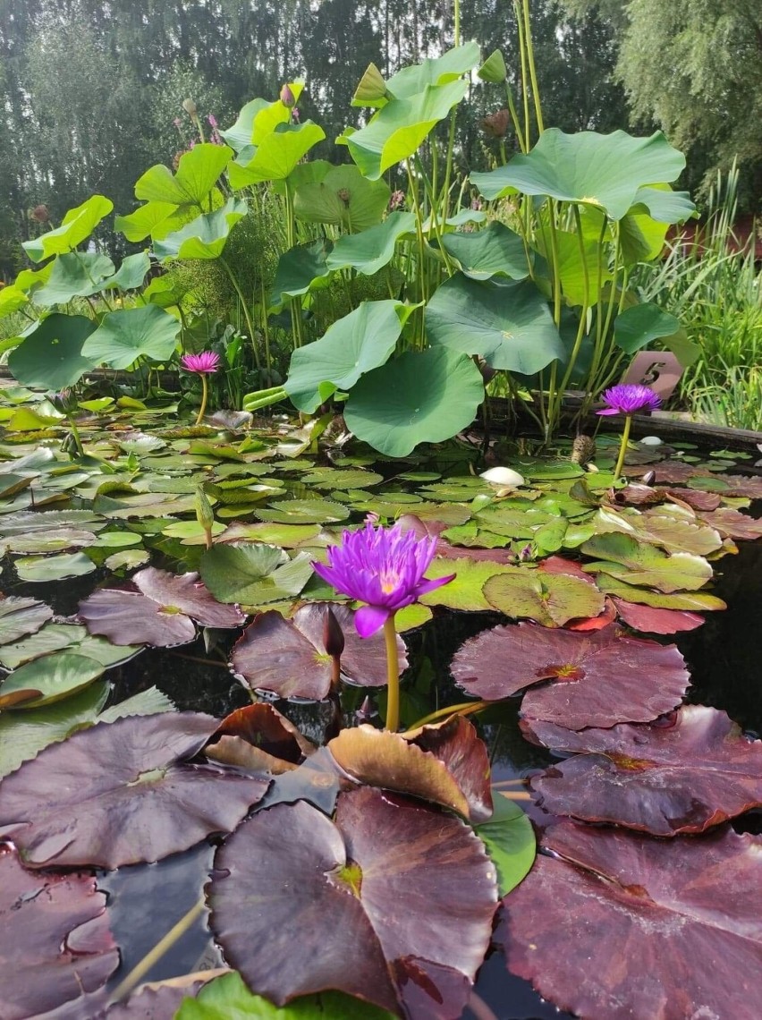 Warto wybrać się do Arboretum w Bolestraszycach koło...