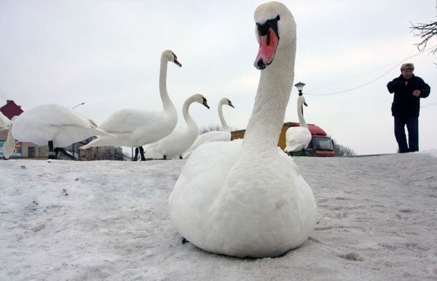 O nadchodzącej zimie, łabędzie wnioskują na podstawie spadku...