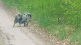 Świnka wietnamska spaceruje sobie w lesie pod Gorzowem Wielkopolskim